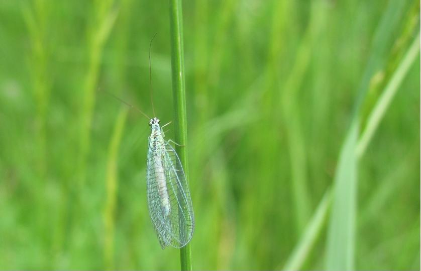 Chrysopa perla?  S